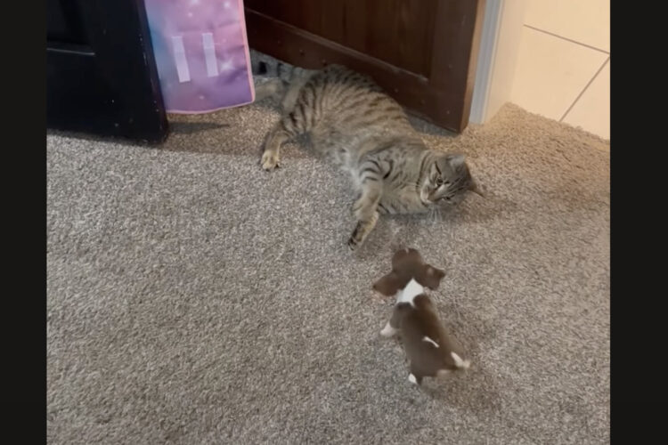 ビーグルの子犬は遊びたい！ゴロゴロ寝転がっている猫にかまってアピール！！【アメリカ・動画】