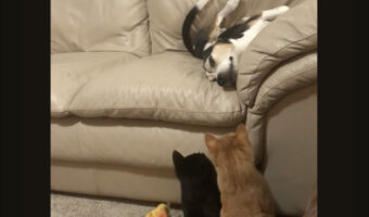 ソファに寝転がるビーグルを見つめる猫たち。ときどき猫パンチをしてちょっかいをかけています!!