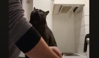 黒猫がするキスのおねだりがかわいすぎる！お皿を洗う飼い主さんの腕におててを添えて・・、ぐっと上目づかいで甘えています！！