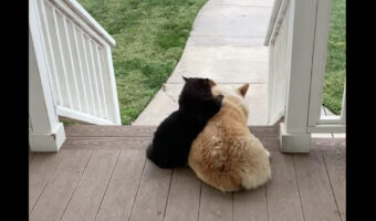 後ろ姿からも分かるふたりの仲の良さ。黒猫がコーギーの背中をふみふみモミモミ
