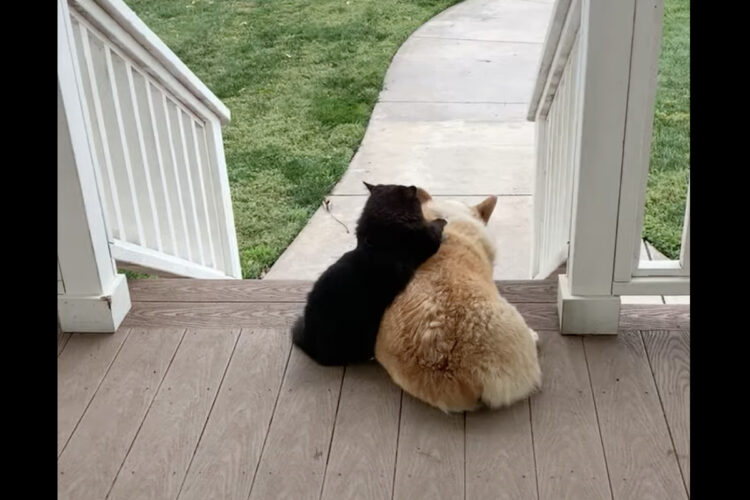 後ろ姿からも分かるふたりの仲の良さ。黒猫がコーギーの背中をふみふみモミモミ