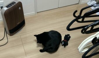 洗濯物を干すためヒーターを移動させたら・・。猫もお気に入りのぬいぐるみと一緒に移動してきた!