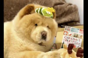 チャウチャウのウインクがかわいすぎると話題に！「もふもふボディーとつぶらな瞳がたまらない」