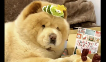 チャウチャウのウインクがかわいすぎると話題に！「もふもふボディーとつぶらな瞳がたまらない」