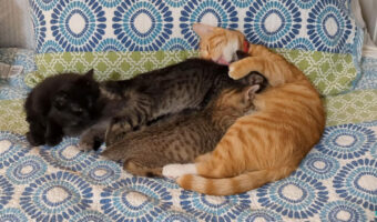 ママに甘えている子猫たちのようですが・・。実は里子の子猫に慕われているオスの猫なんです!!【アメリカ・動画】