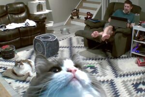 猫はカメラが気になる？ペットカメラにょきっとフレームイン！！おててを伸ばしたり見つめる姿がかわいい！！【海外・動画】