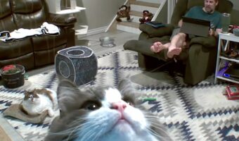猫はカメラが気になる?ペットカメラにょきっとフレームイン!!おててを伸ばしたり見つめる姿がかわいい!!【海外・動画】