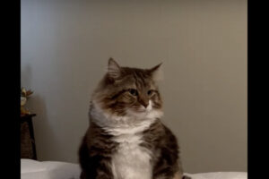 ベッドに陣取る猫。その座り方がなんだかかわいい！！【アメリカ・動画】