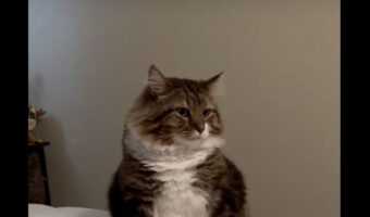 ベッドに陣取る猫。その座り方がなんだかかわいい!!【アメリカ・動画】