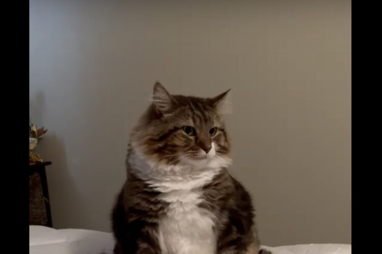 ベッドに陣取る猫。その座り方がなんだかかわいい！！【アメリカ・動画】