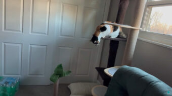 キャットタワーから降りていく猫。高所からの移動を怖がっているようですが・・、ゆっくり着実に進んでいきます！！【アメリカ・動画】