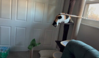 キャットタワーから降りていく猫。高所からの移動を怖がっているようですが・・、ゆっくり着実に進んでいきます!!【アメリカ・動画】