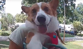 コーギーのニコニコ笑顔にほっこり！ドアベルのカメラにかわいい姿が！！