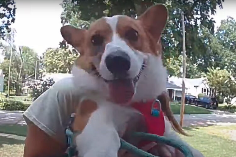 コーギーのニコニコ笑顔にほっこり！ドアベルのカメラにかわいい姿が！！