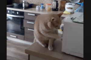 その中に入ろうとしちゃダメ！猫が開けて潜り込もうとしたのは・・、電子レンジ！？！？