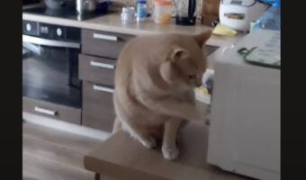 その中に入ろうとしちゃダメ!猫が開けて潜り込もうとしたのは・・、電子レンジ!?!?