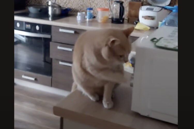 その中に入ろうとしちゃダメ！猫が開けて潜り込もうとしたのは・・、電子レンジ！？！？