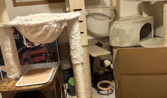 誕生日プレゼントは本当にそれでいいの？愛猫にキャットタワーをプレゼントしましたが、選ばれたのは・・・！！
