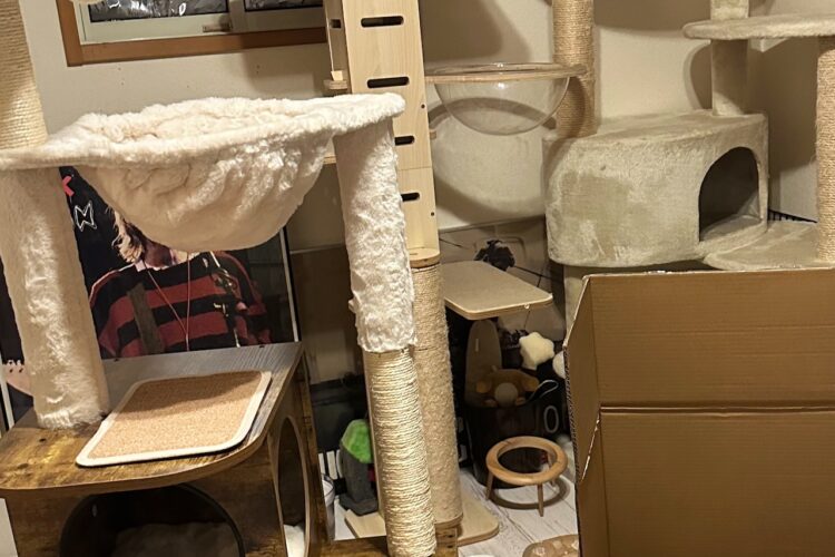 誕生日プレゼントは本当にそれでいいの？愛猫にキャットタワーをプレゼントしましたが、選ばれたのは・・・！！