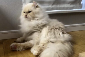 顔を洗うだけなのに・・。なぜか後ろ足も大きく上がってしまっている猫の動きが不思議だけどかわいい！！