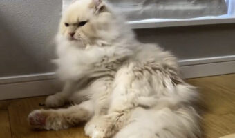 顔を洗うだけなのに・・。なぜか後ろ足も大きく上がってしまっている猫の動きが不思議だけどかわいい!!