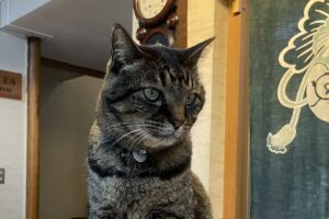旅館でフロントマンをこなす猫が頼もしいと話題に！「キリッとしたいい表情」「かわいいフロント係さん」