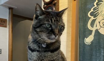旅館でフロントマンをこなす猫が頼もしいと話題に!「キリッとしたいい表情」「かわいいフロント係さん」