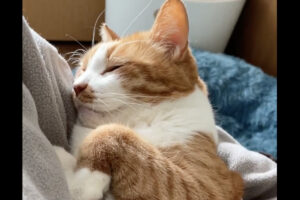 パーカーのポケットに猫を入れたら・・。至上の悦びを伝える映像がかわいいし羨ましいと話題に！