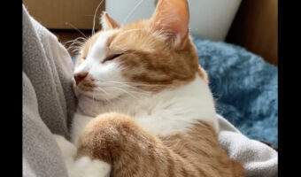 パーカーのポケットに猫を入れたら・・。至上の悦びを伝える映像がかわいいし羨ましいと話題に！