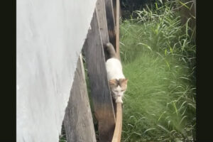 猫は綱渡り中？細い足場を進む猫に絶体絶命のピンチ！！