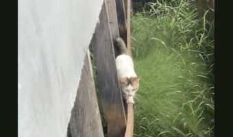 猫は綱渡り中?細い足場を進む猫に絶体絶命のピンチ!!