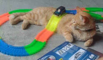 コースの一部にニャっちゃった!寝転がる子猫がオモチャのトラックが走るルートの山に!!【海外・動画】