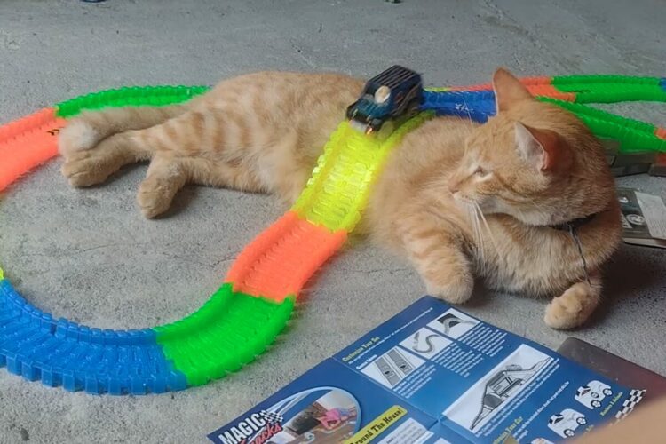 コースの一部にニャっちゃった！寝転がる子猫がオモチャのトラックが走るルートの山に！！【海外・動画】