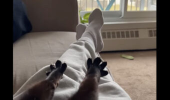まったり週末の午後を過ごす猫と飼い主さん。目覚めた猫はぐっとストレッチ。足を伸ばして指もめいっぱい広げています【海外・動画】