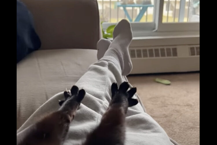 まったり週末の午後を過ごす猫と飼い主さん。目覚めた猫はぐっとストレッチ。足を伸ばして指もめいっぱい広げています【海外・動画】