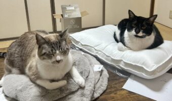 買ってきたばかりの物に座り込んだり箱に入りたがったり。自由な猫たちの姿が面白くてかわいい!!