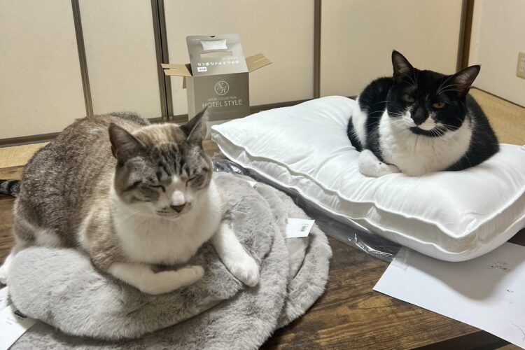 買ってきたばかりの物に座り込んだり箱に入りたがったり。自由な猫たちの姿が面白くてかわいい！！