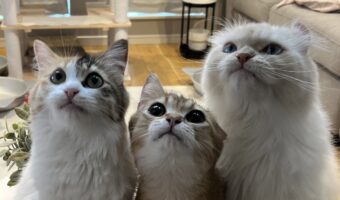 みんなでギュッと集まっているのも、キラキラなおめめで見つめているのもかわいい!おやつが欲しがる猫たちの姿が話題に