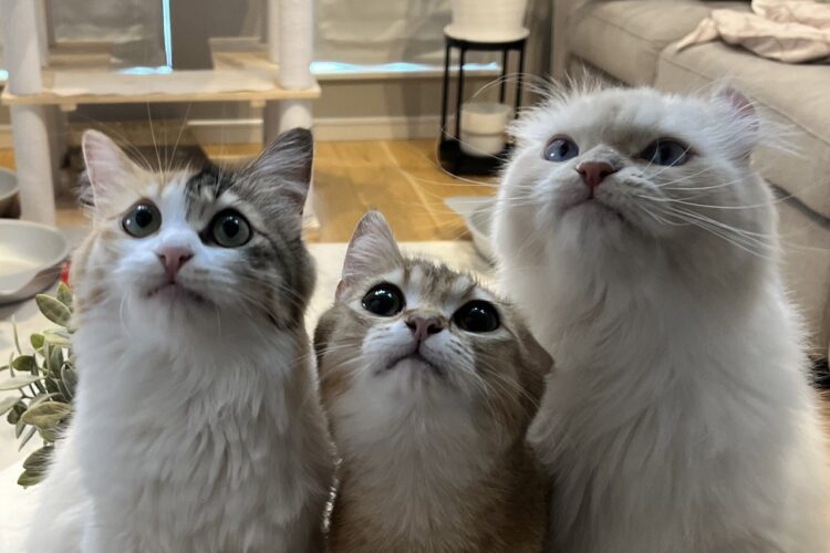 みんなでギュッと集まっているのも、キラキラなおめめで見つめているのもかわいい！おやつが欲しがる猫たちの姿が話題に