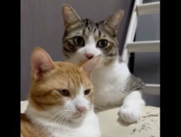 近寄ってきたキジ白猫に思わぬ攻撃！？無意識に耳ビンタをした茶シロ猫の「あれあれ？」って顔がかわいい