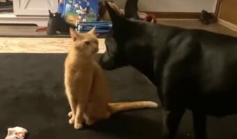 猫は武術の達人?遊んでほしくて顔を寄せてきた犬にハグしたと思ったら・・、まさかの行動に!!【アメリカ・動画】