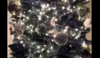 クリスマスツリーにとってもかわいいオーナメントが!子猫がツリーに登って潜り込んじゃった!!