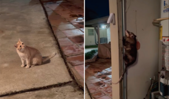 不思議そうに眺めている姿もかわいい。猫が見つめているのは・・ガレージのレールにしがみついているオポッサム!!