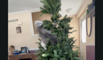 飾り付け前のクリスマスツリーにさっそくオーナメントが・・。違います、猫が潜り込んでいます!!【海外・動画】