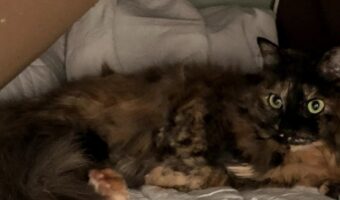 サビ猫の首が2つになったみたい!?くっついている仲良しな姿に「ちょっと怖いけど笑いました」