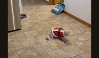 あわてんぼうのサンタクロース？サンタの仮装をした猫が自分のしっぽをオモチャと思ってドタバタ！！