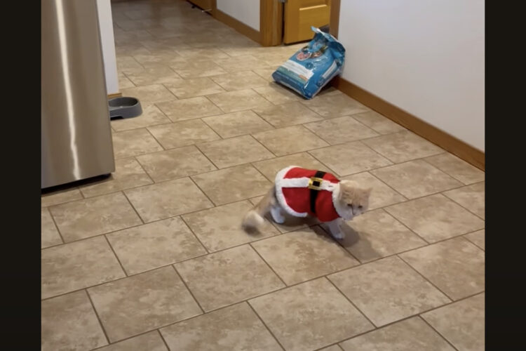 あわてんぼうのサンタクロース？サンタの仮装をした猫が自分のしっぽをオモチャと思ってドタバタ！！