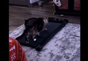 これで運動不足も解消？猫がルームランナーでてとてと歩く！！【アメリカ・動画】