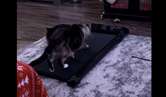 これで運動不足も解消？猫がルームランナーでてとてと歩く！！【アメリカ・動画】