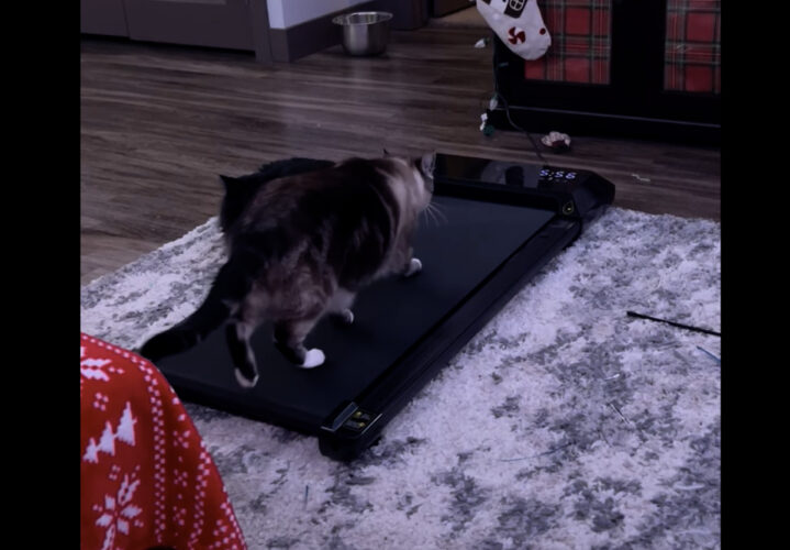これで運動不足も解消？猫がルームランナーでてとてと歩く！！【アメリカ・動画】